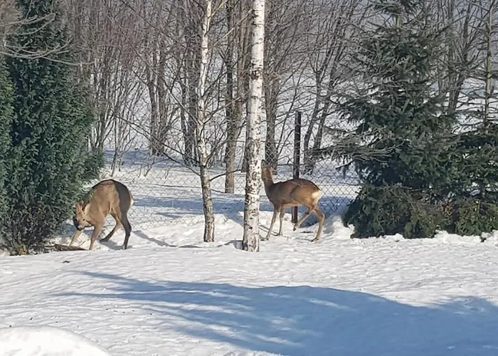 Prázdninový dům Dom Grabowa Z Sauna , Podgrzewanym Basenem I Balia Z Hydromasazem